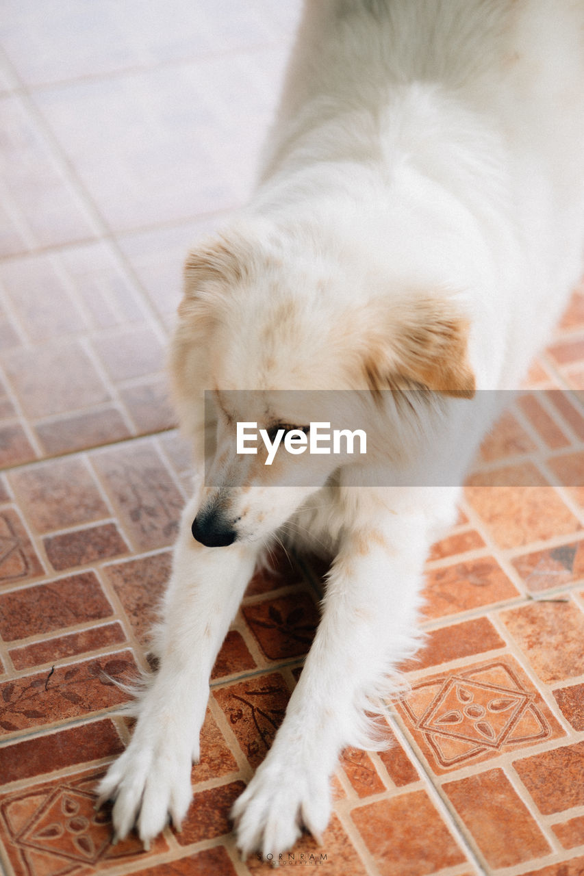 pet, animal themes, animal, mammal, domestic animals, one animal, dog, canine, puppy, flooring, no people, high angle view, tile, tiled floor, white, cute, young animal, relaxation