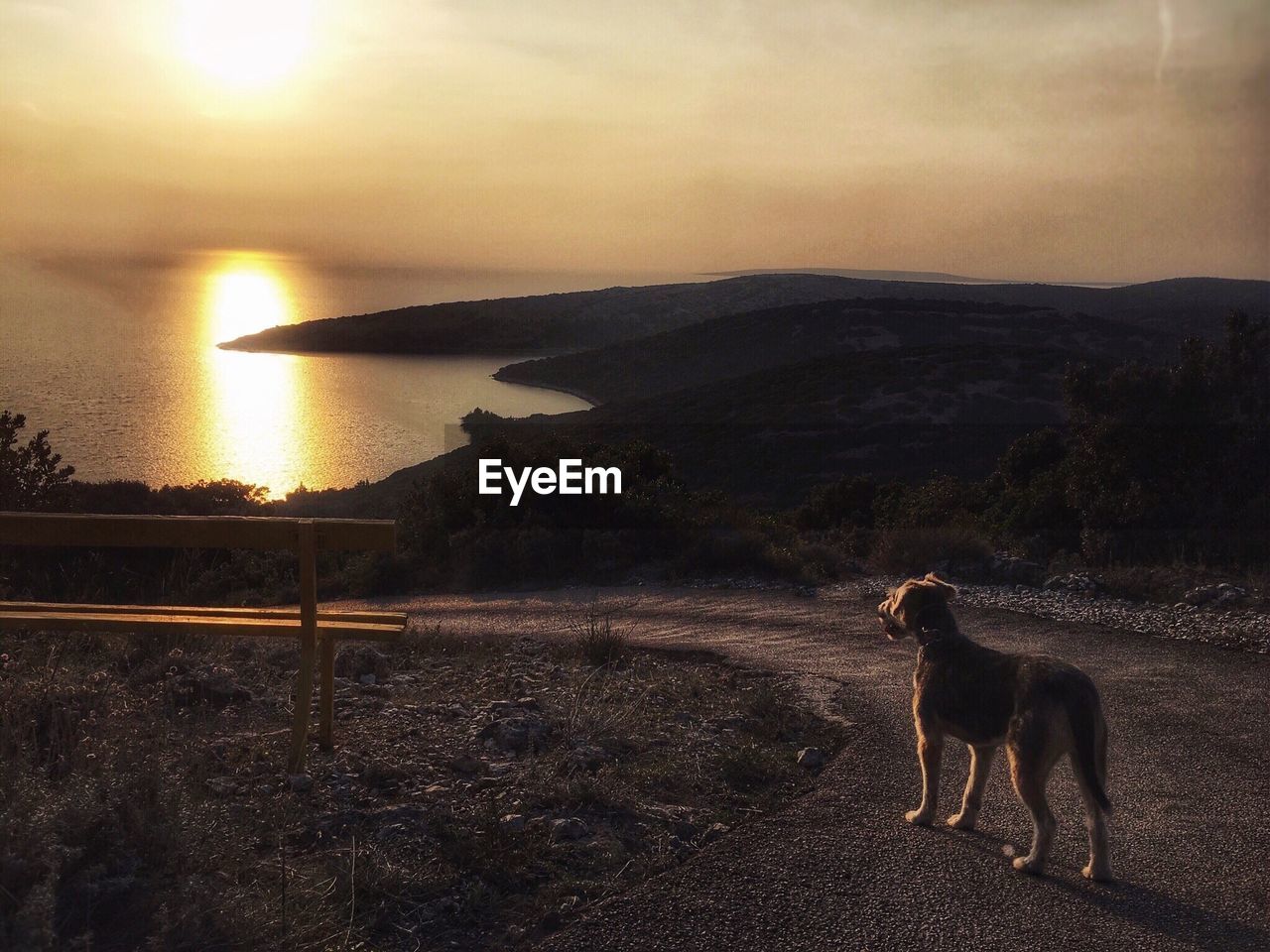 Dog standing on road against sea during sunset