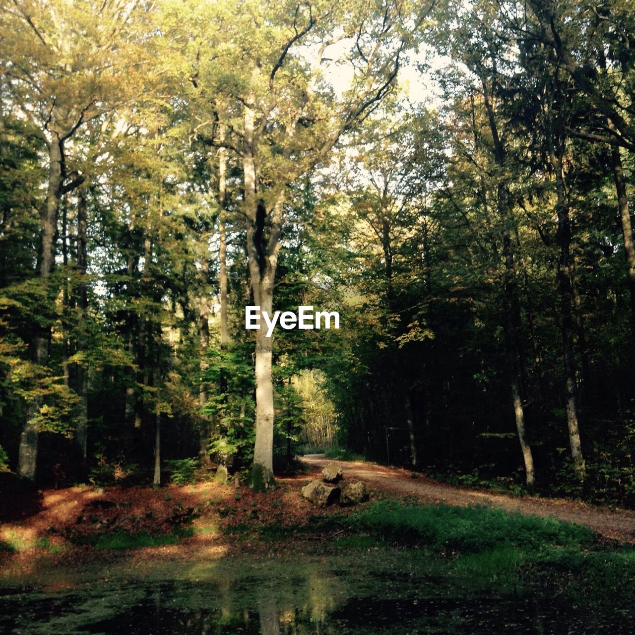 Lake and trees in forest