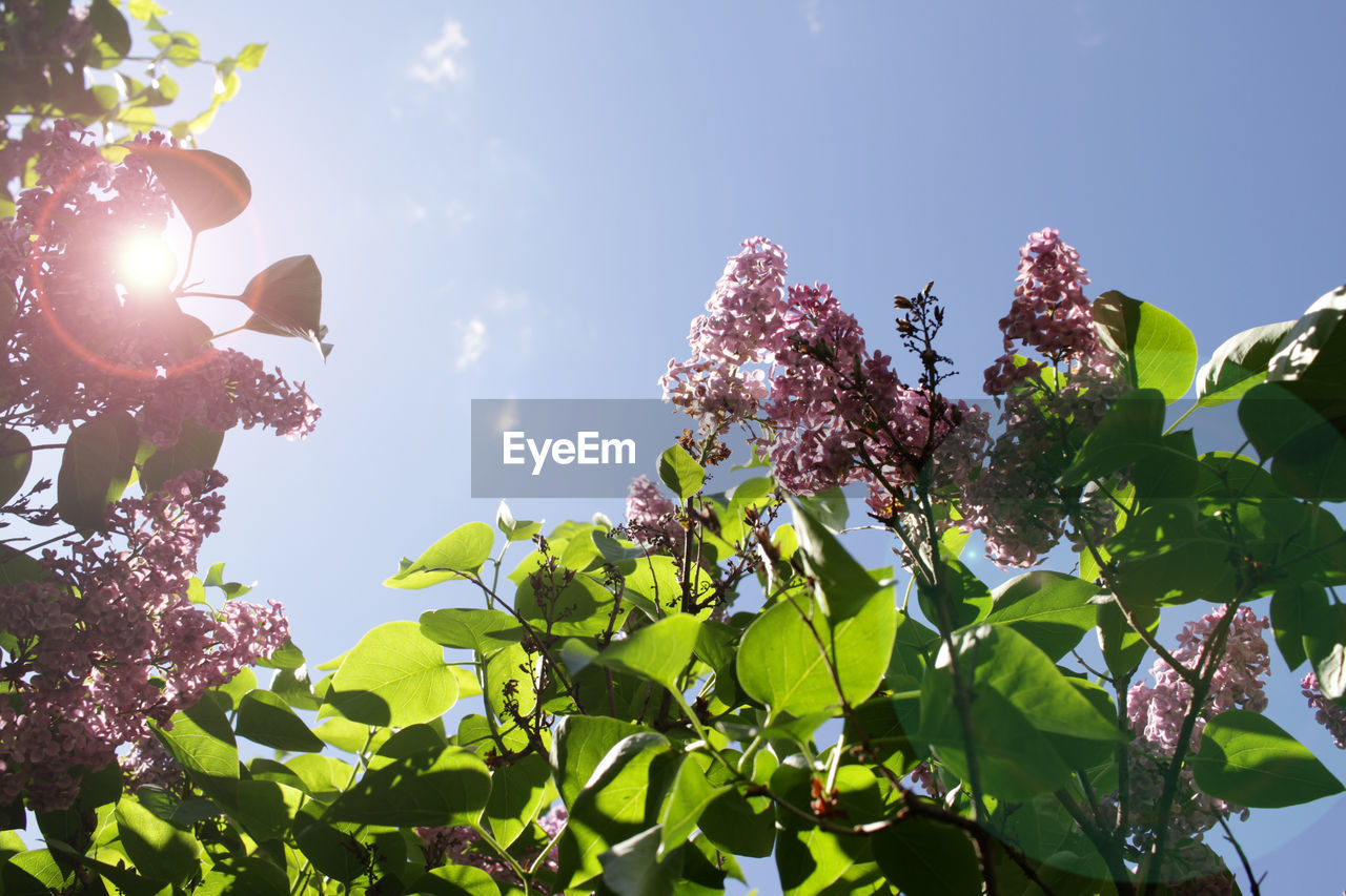 LOW ANGLE VIEW OF FLOWERING PLANTS AGAINST SKY