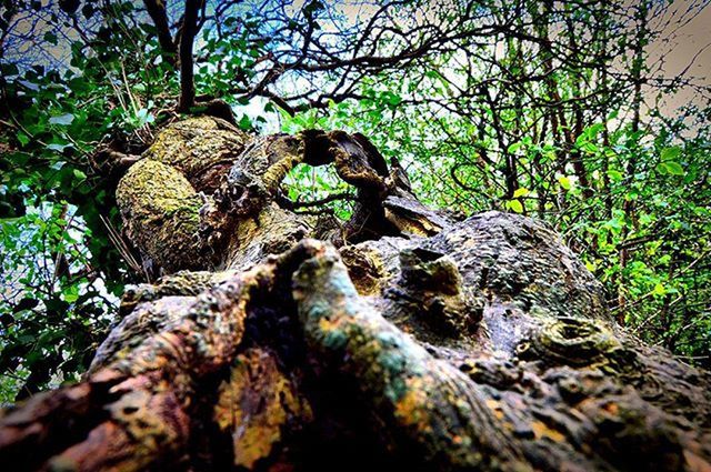 TREE TRUNK IN FOREST