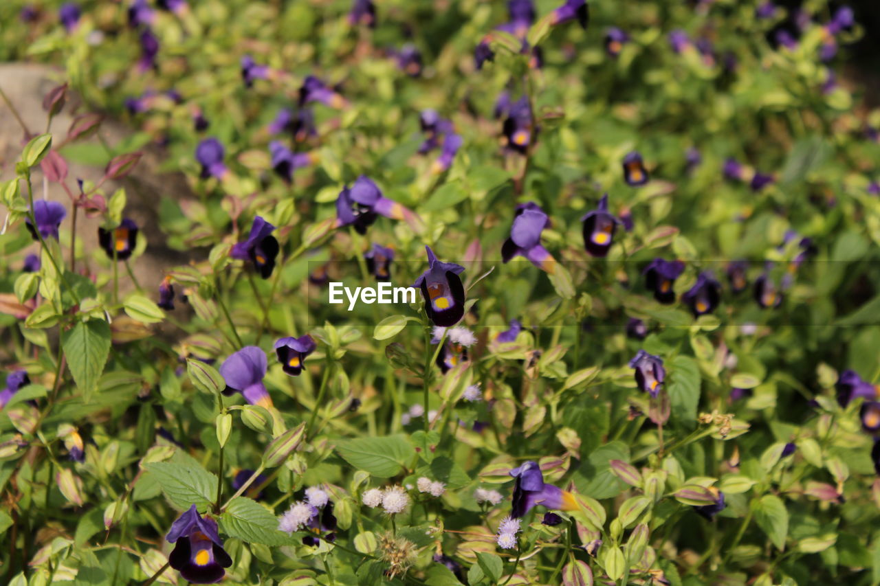 CLOSE-UP OF INSECT ON PURPLE FLOWERING PLANT