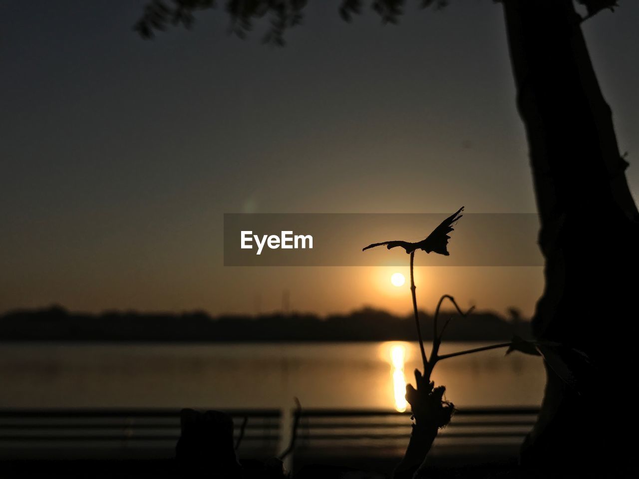 SILHOUETTE OF BIRD AGAINST SKY DURING SUNSET