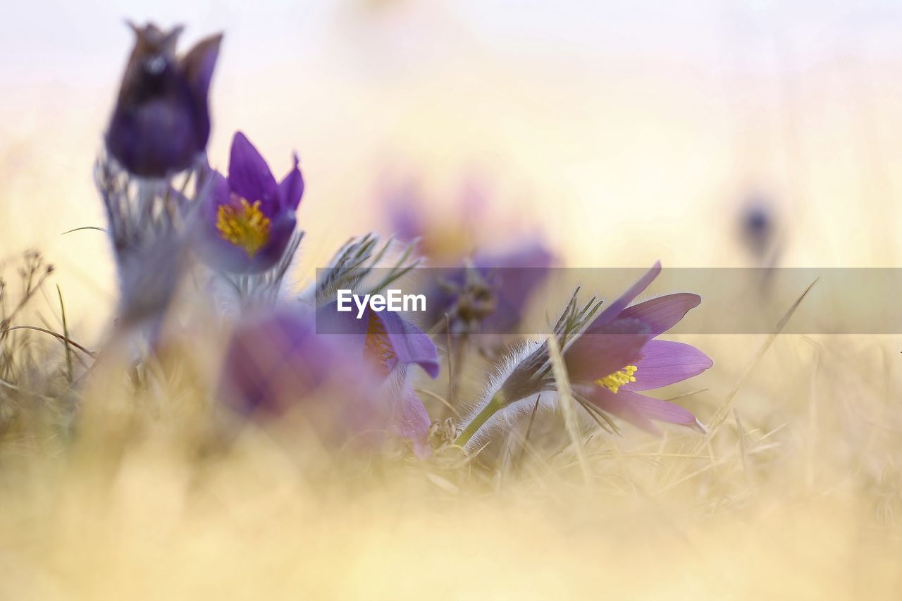 CLOSE-UP OF PURPLE FLOWERING PLANT IN FIELD