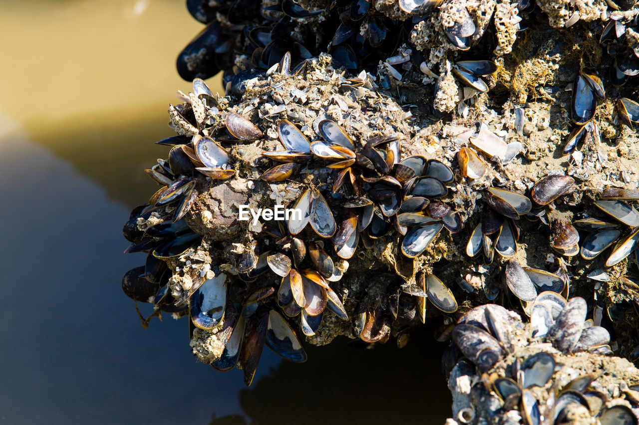 High angle view of shells on shore