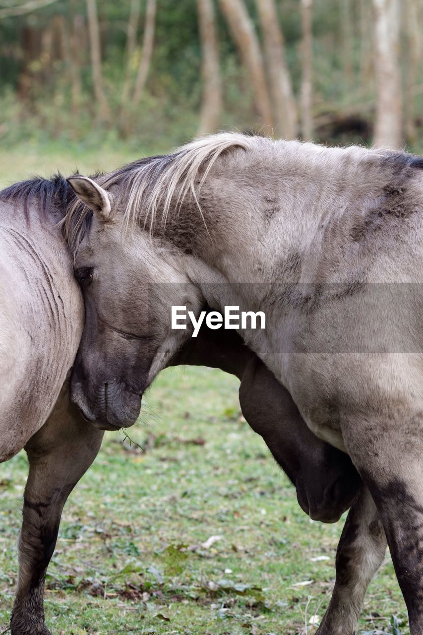 Konik horses on field