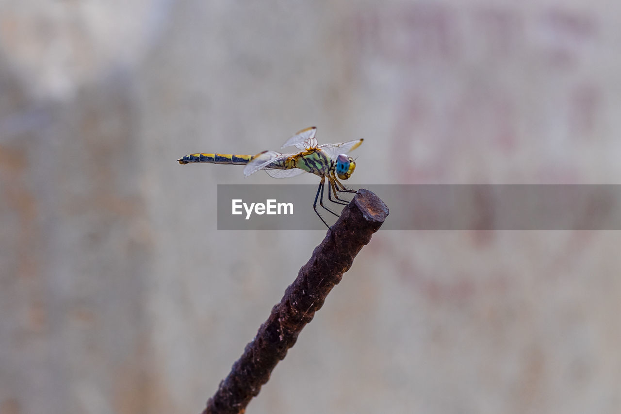 CLOSE-UP OF DRAGONFLY