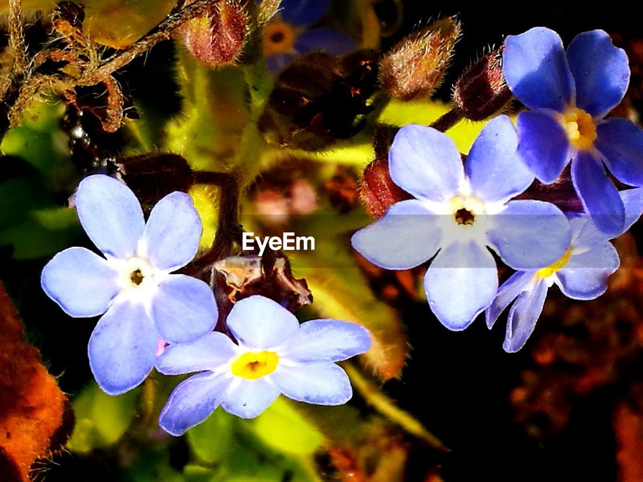 CLOSE-UP OF FLOWERS GROWING OUTDOORS