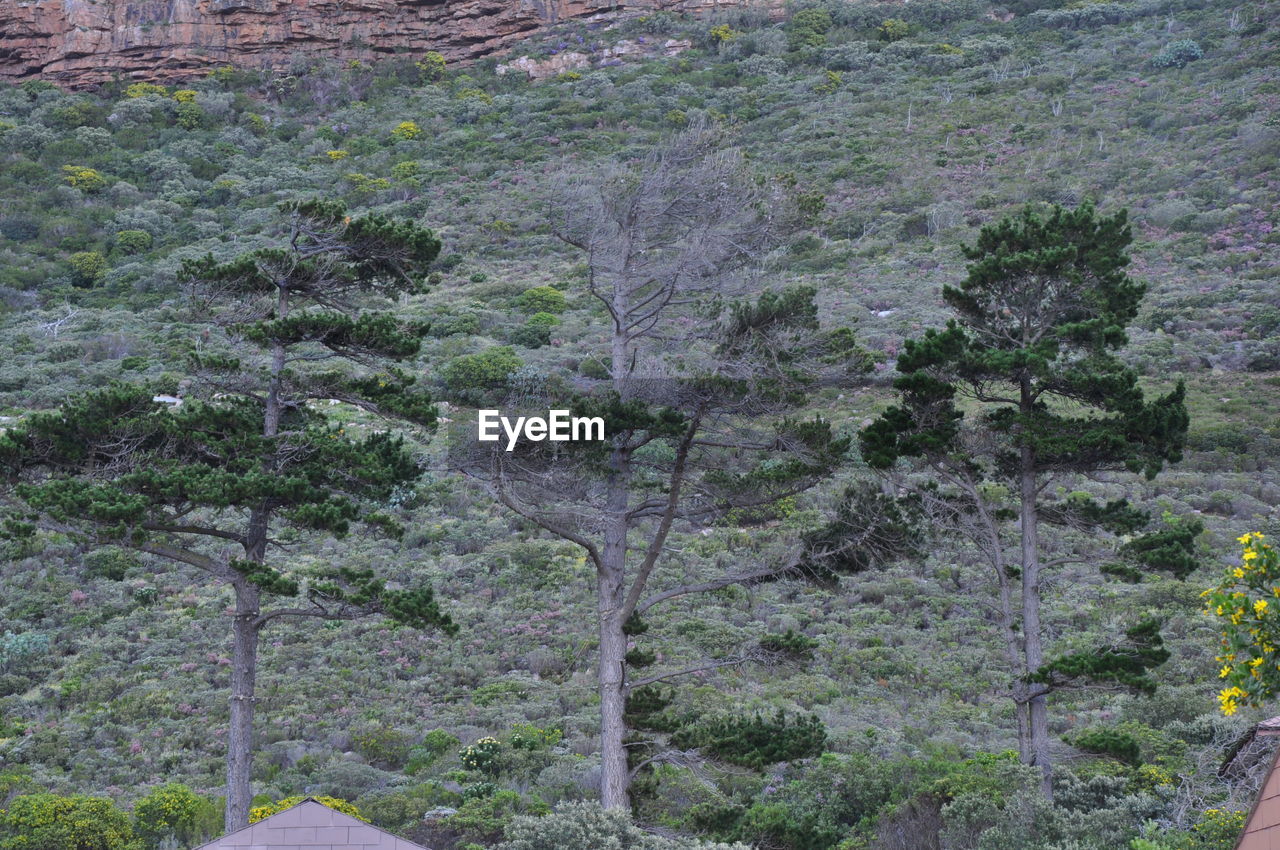 TREES GROWING IN LANDSCAPE