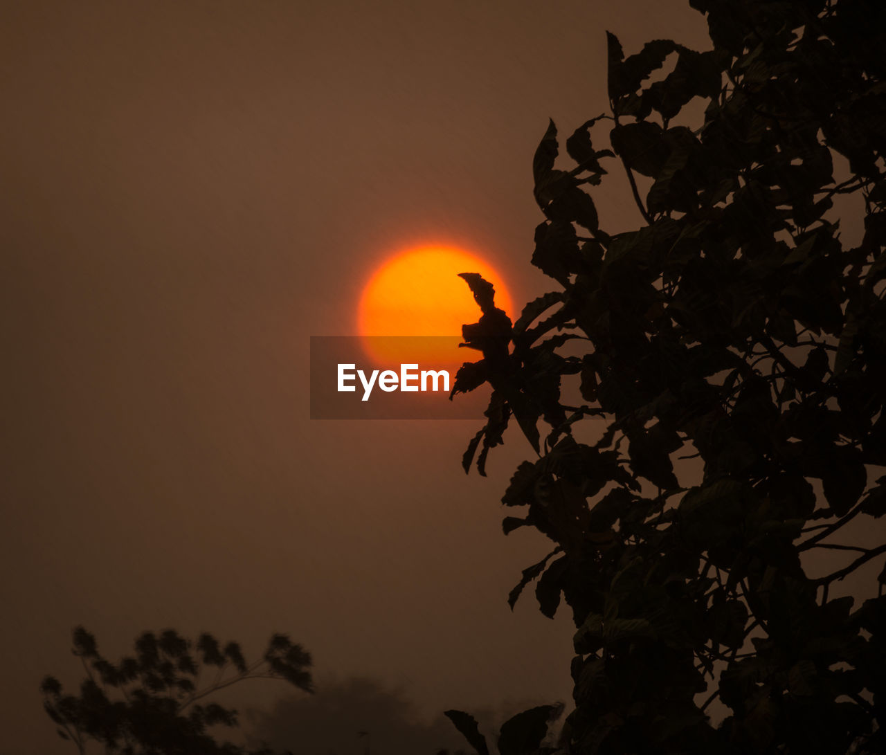 LOW ANGLE VIEW OF TREE AGAINST ORANGE SKY