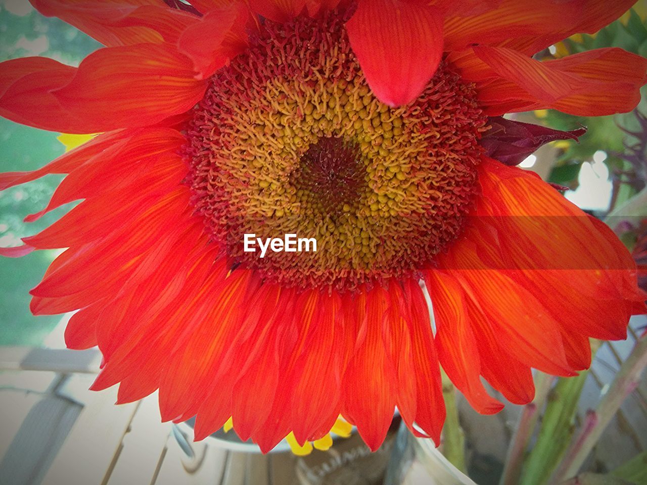 CLOSE-UP OF RED FLOWER BLOOMING