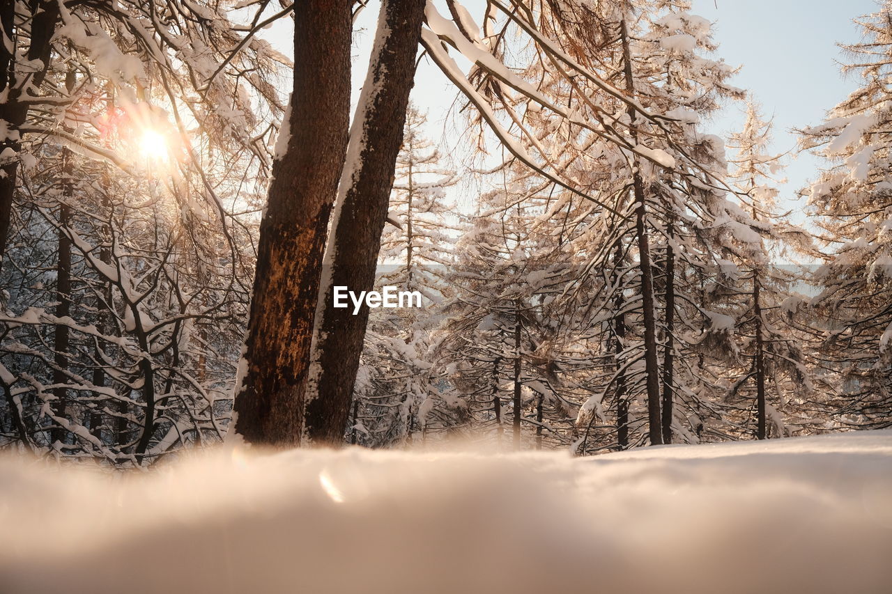 SUNLIGHT STREAMING THROUGH BARE TREES IN FOREST