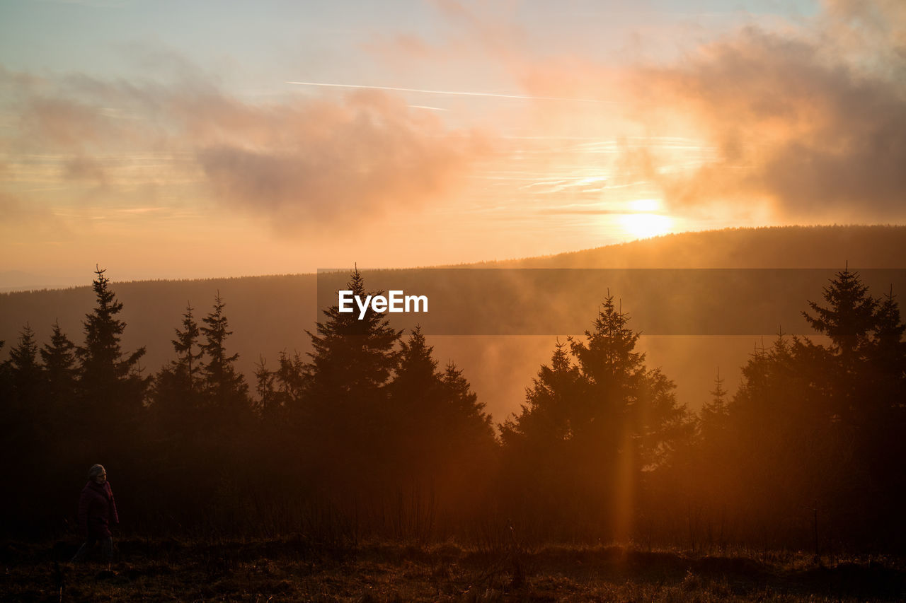 Silhouette of trees at sunset