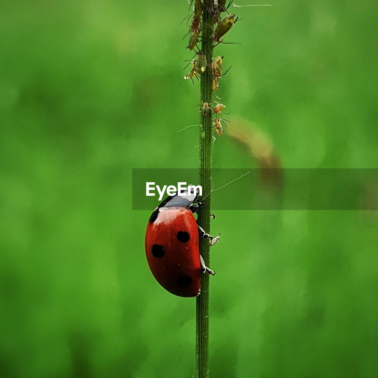 LADYBUG ON A PLANT