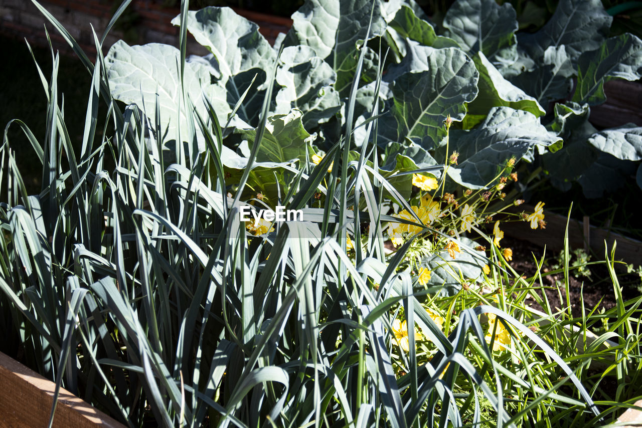 plant, flower, growth, nature, leaf, no people, grass, plant part, day, beauty in nature, high angle view, outdoors, green, sunlight, freshness, close-up, flowering plant