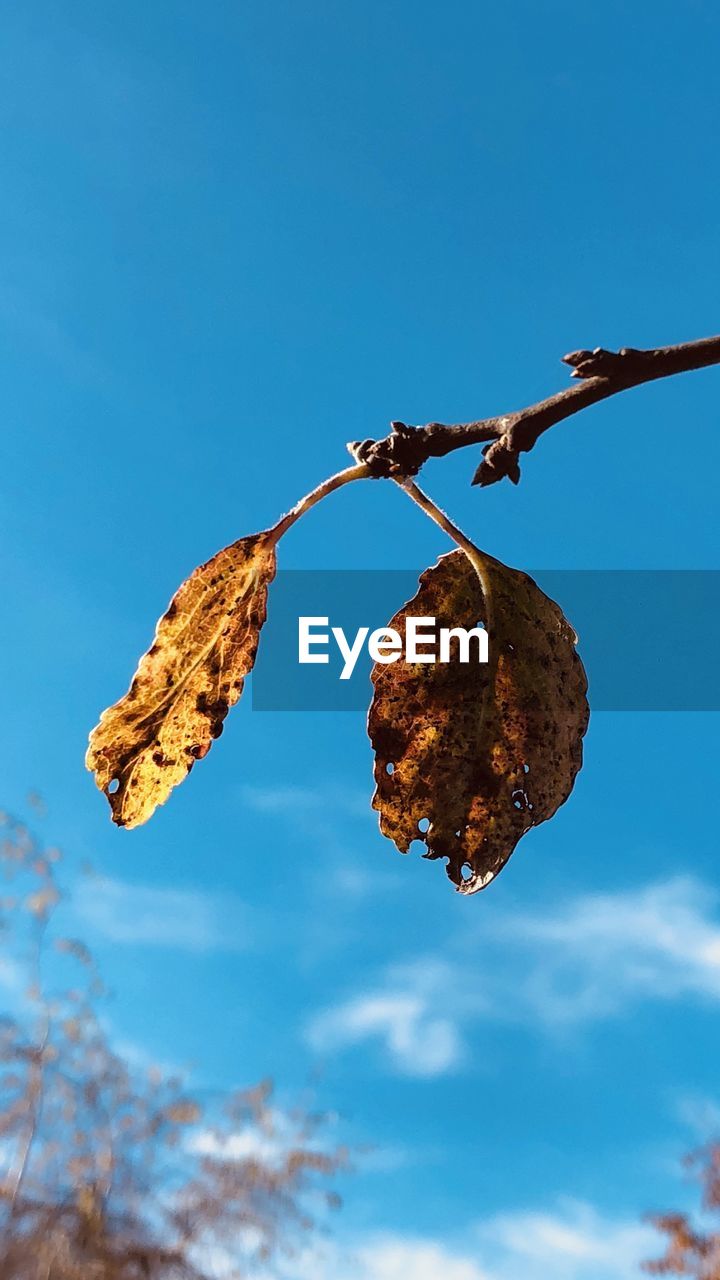 Low angle view of dried leaf against blue sky