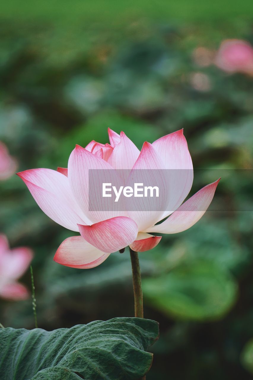 Close-up of pink lily