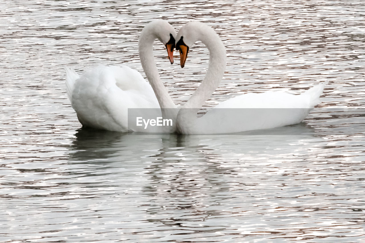 Love swans