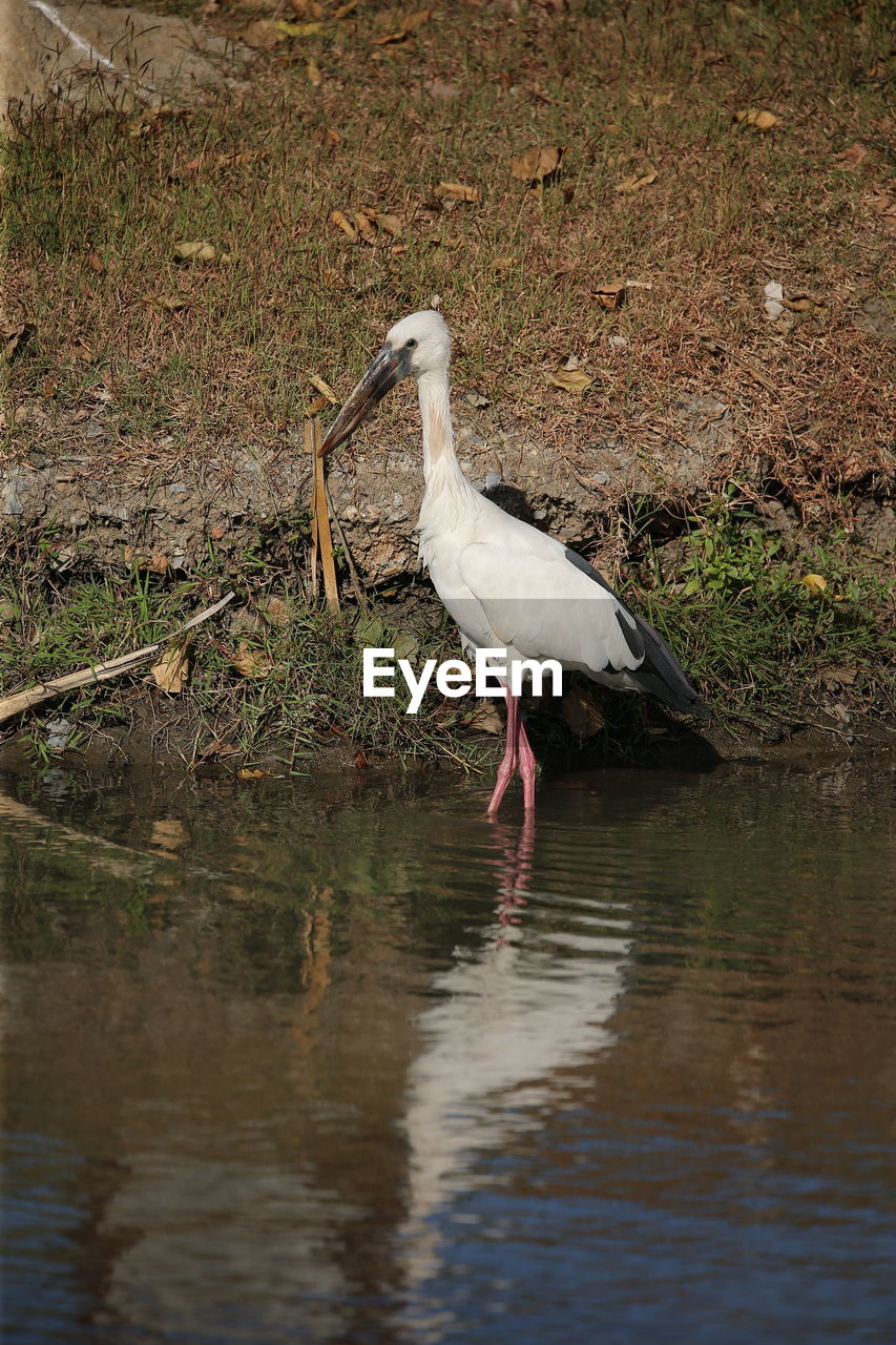 SIDE VIEW OF BIRD PERCHING ON LAKE