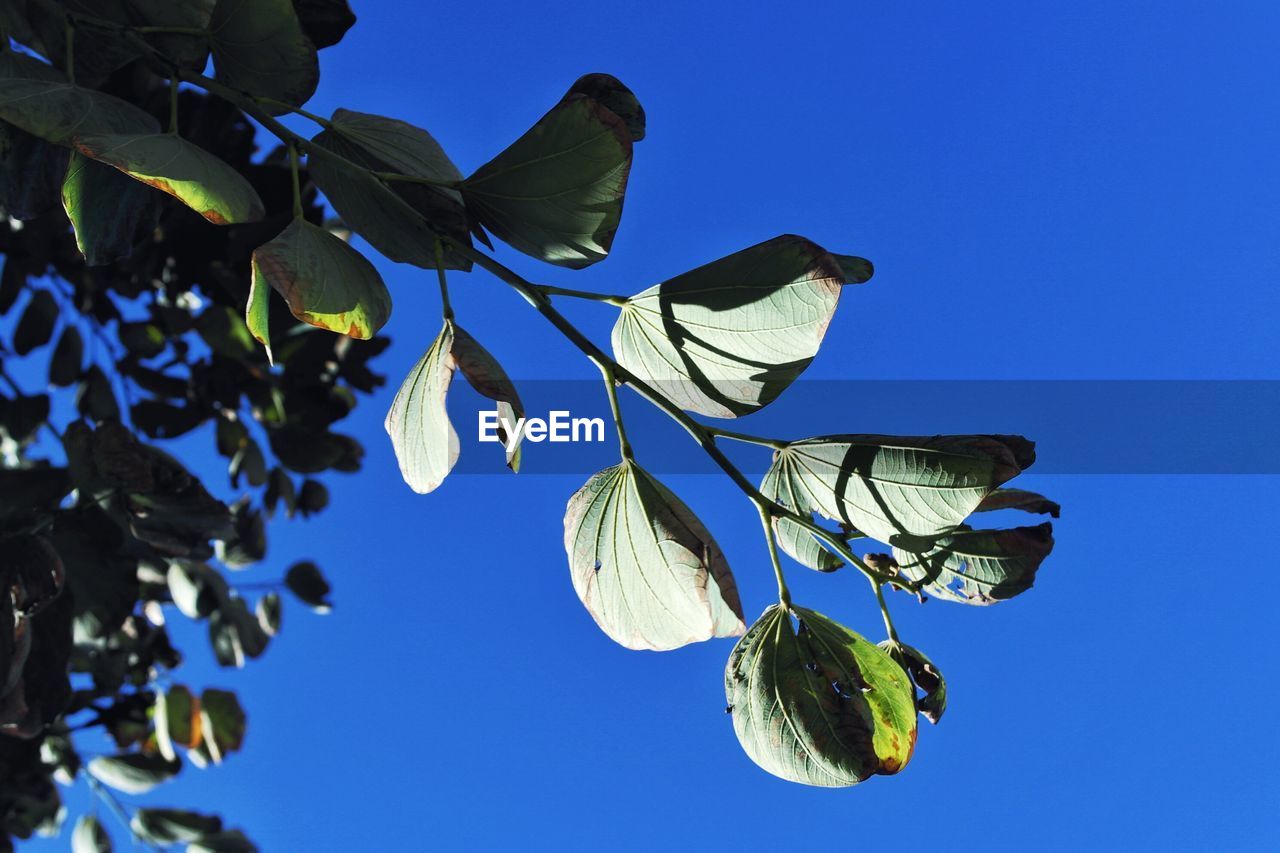 LOW ANGLE VIEW OF BLUE FLOWERING PLANT AGAINST CLEAR SKY