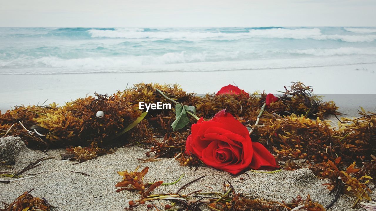 Red flowers on calm beach