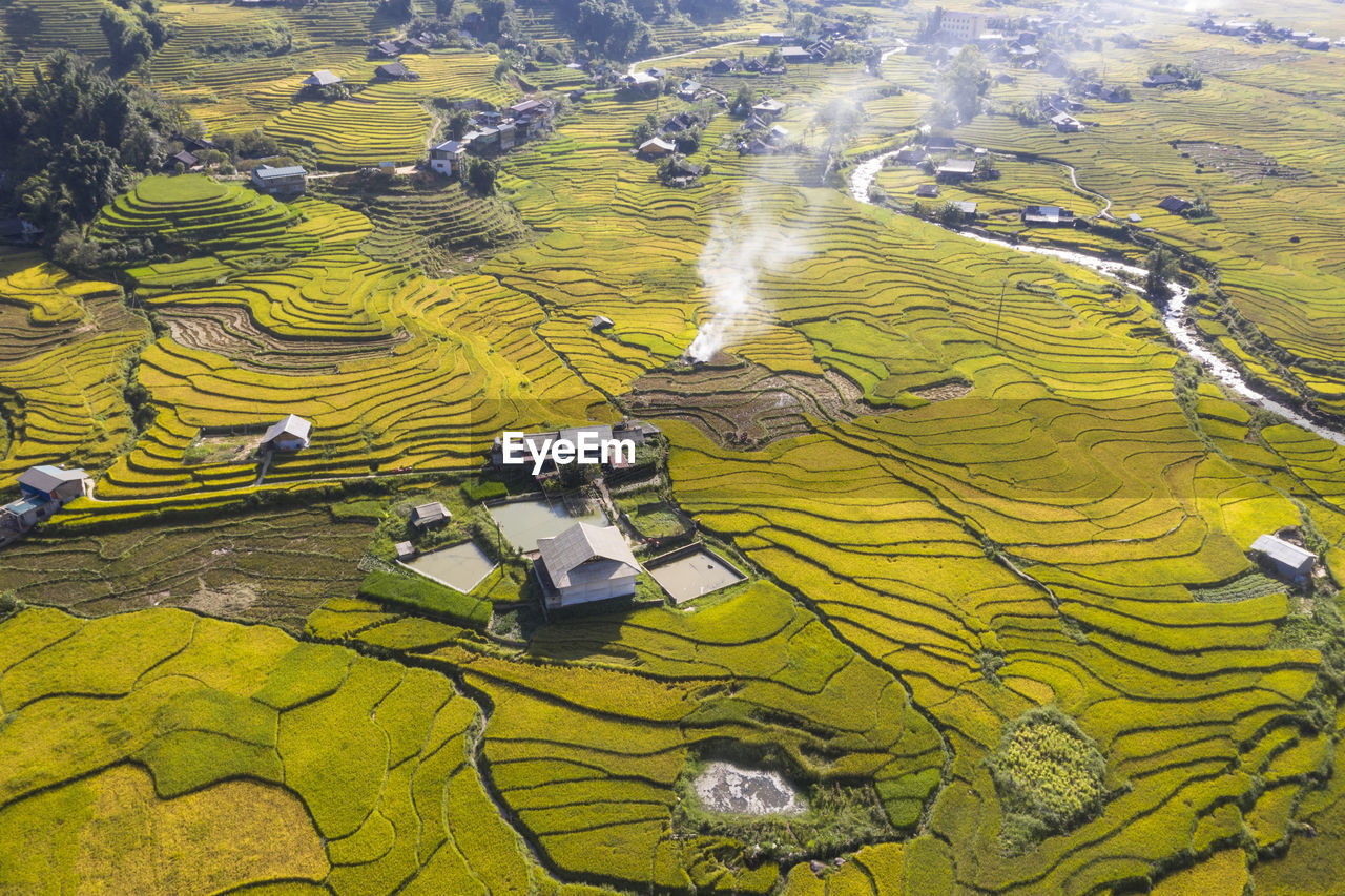 Ripe rice season in sapa, lao cai