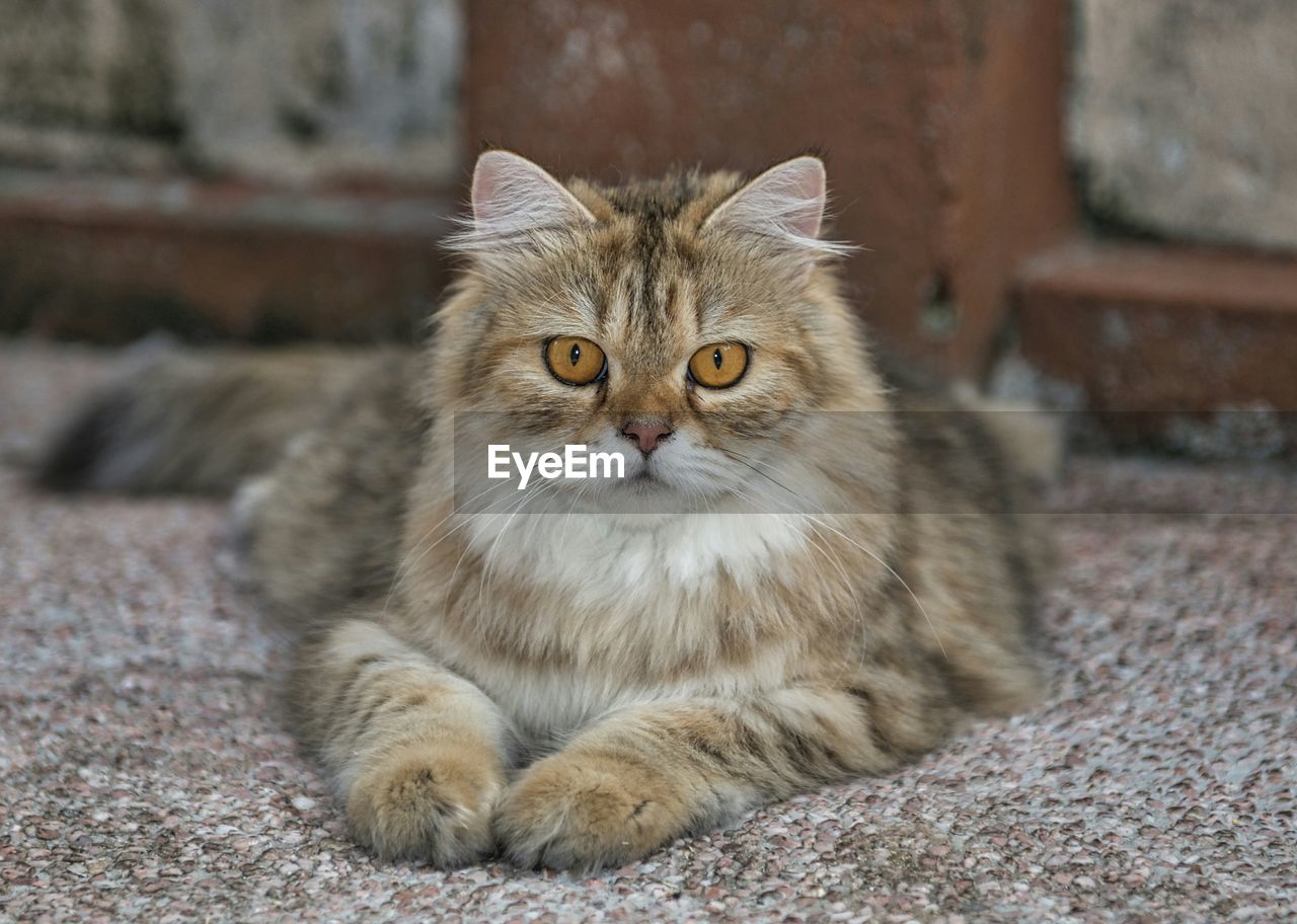 Portrait of maine coon cat relaxing on street