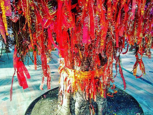 CLOSE-UP OF RED TREE