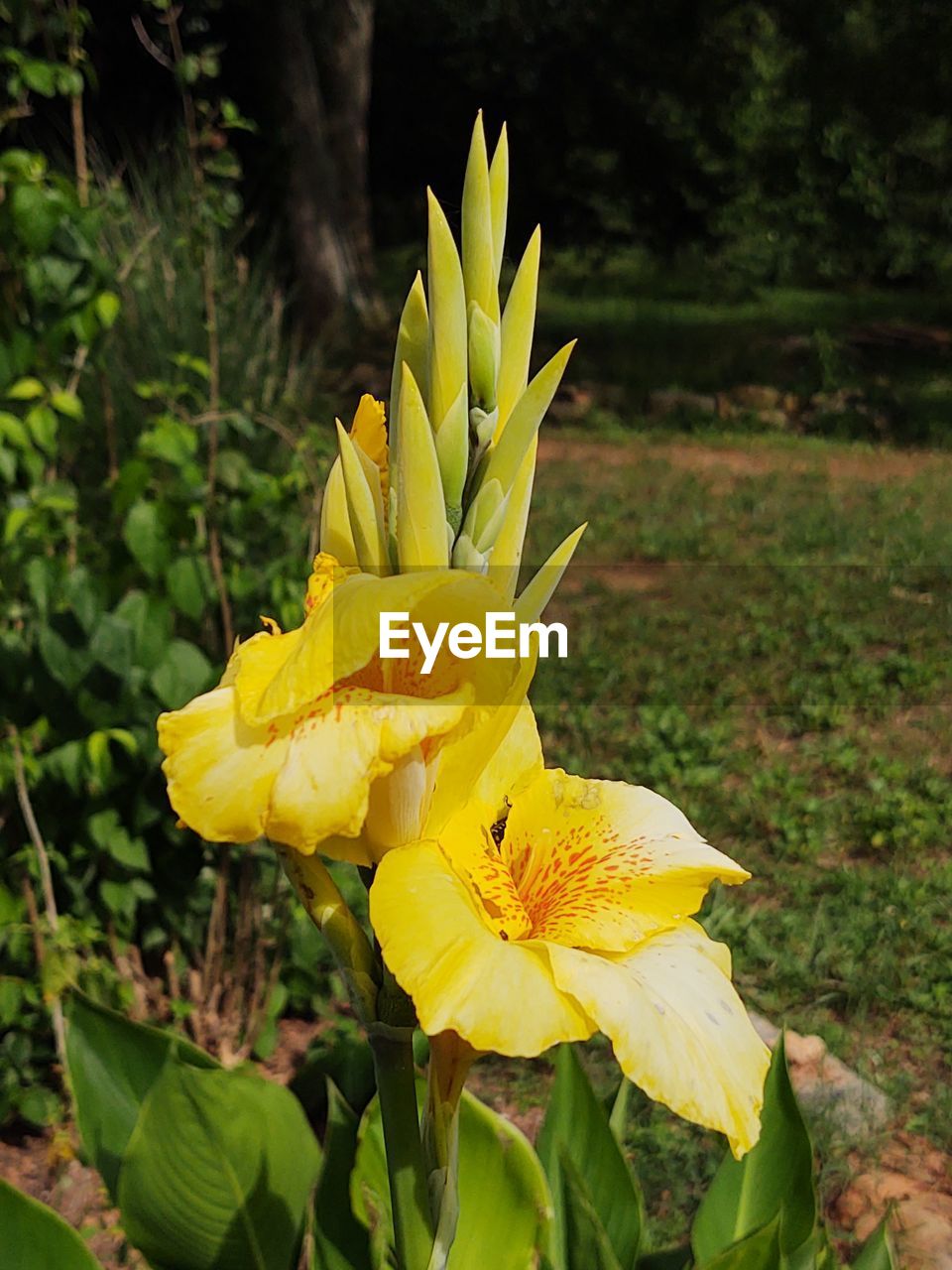 CLOSE-UP OF YELLOW FLOWERING PLANT IN BLOOM