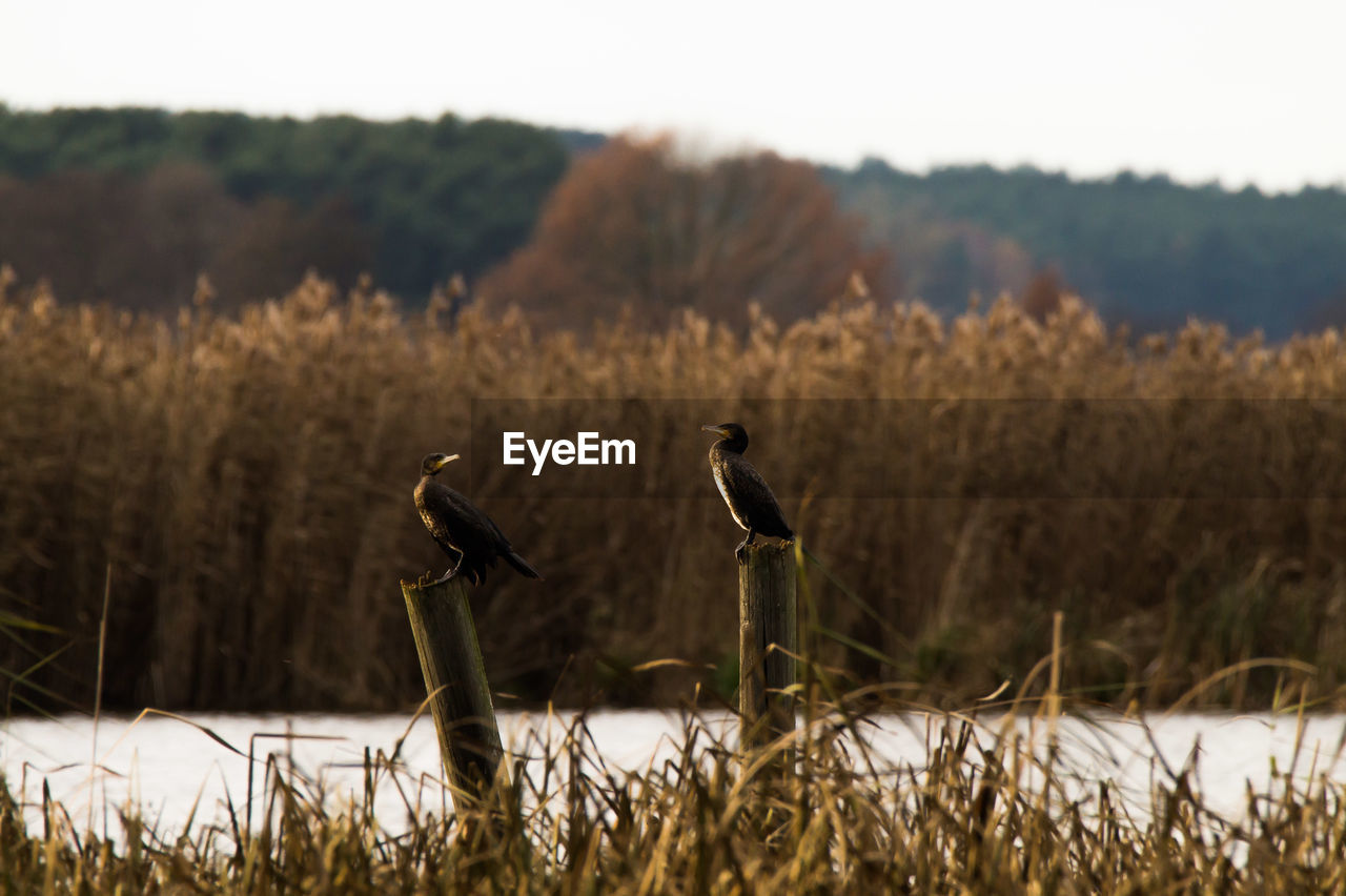 Cormorants perching on wooden posts at riverbank