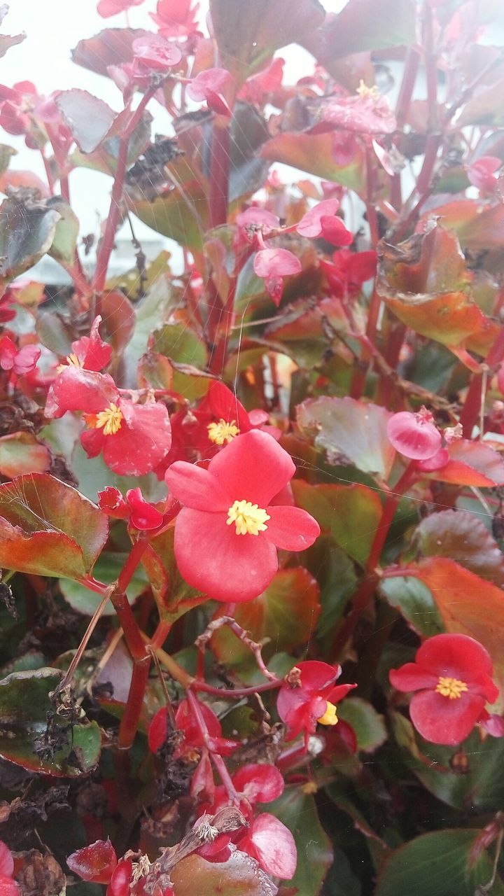 CLOSE-UP OF PINK FLOWERS BLOOMING