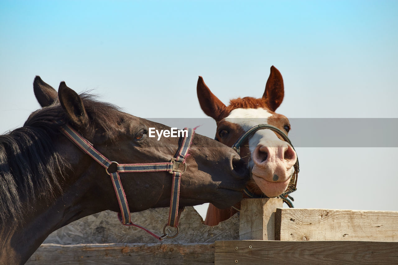 Kissing horses on a walk - selective focus image