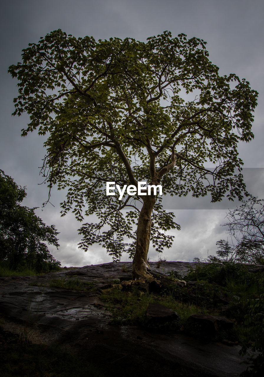 TREES AGAINST SKY