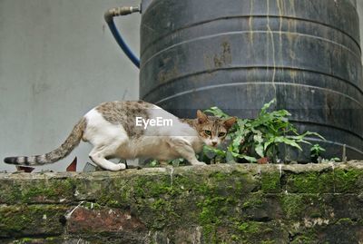 Cat walking in water clearance