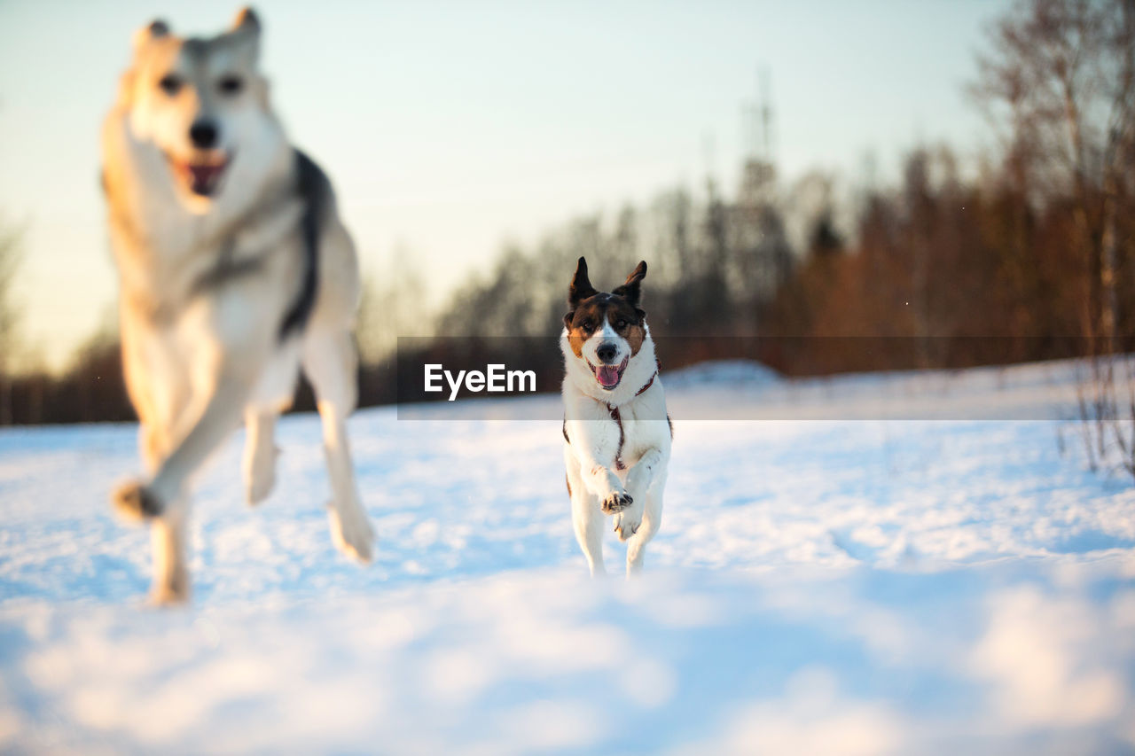Portrait of dogs running on snow covered land