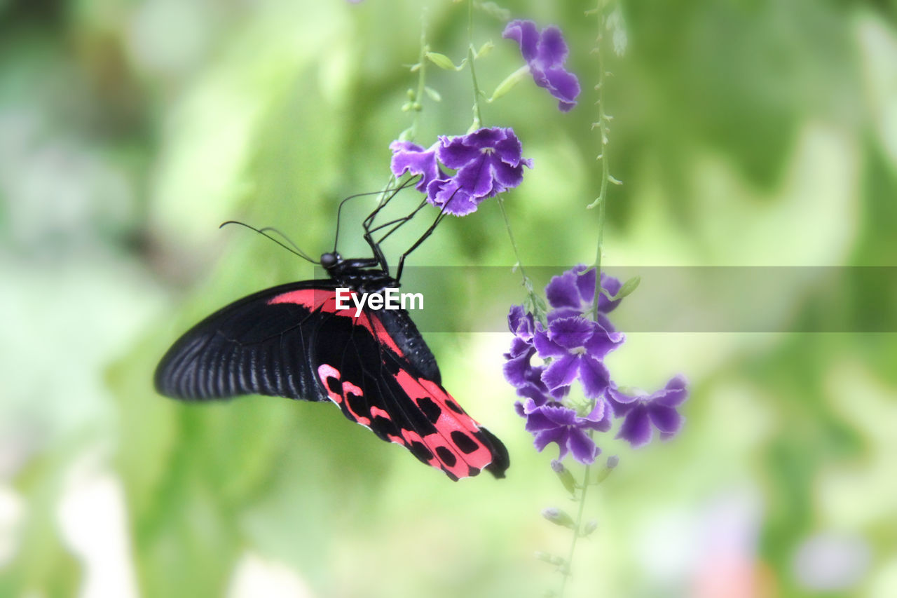 CLOSE-UP OF BUTTERFLY ON FLOWERS