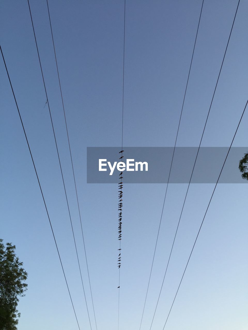 cable, electricity, power line, sky, line, technology, power supply, power generation, low angle view, nature, telephone line, no people, blue, electricity pylon, clear sky, overhead power line, communication, tree, day, internet, outdoors, animal themes, computer network, animal, animal wildlife, plant