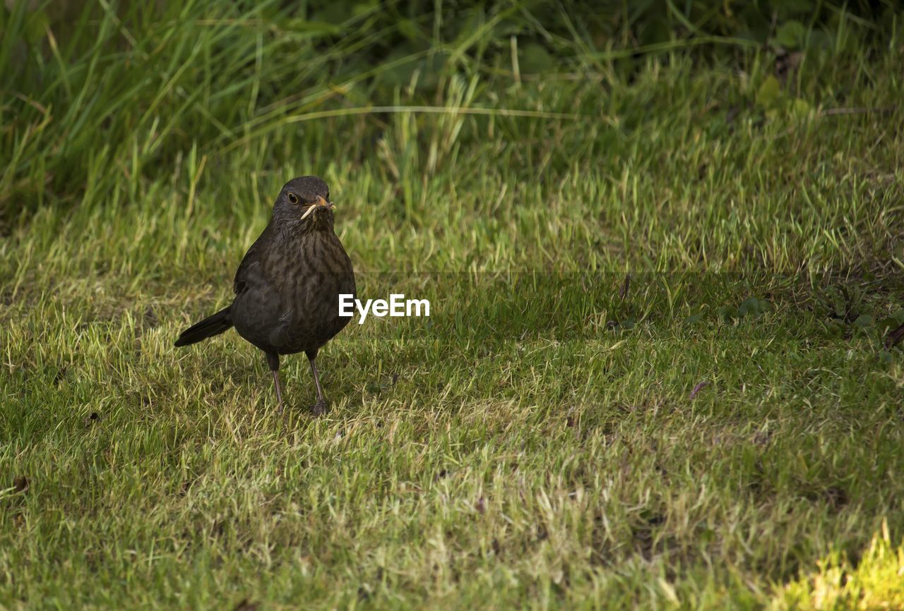 BIRD IN A FIELD