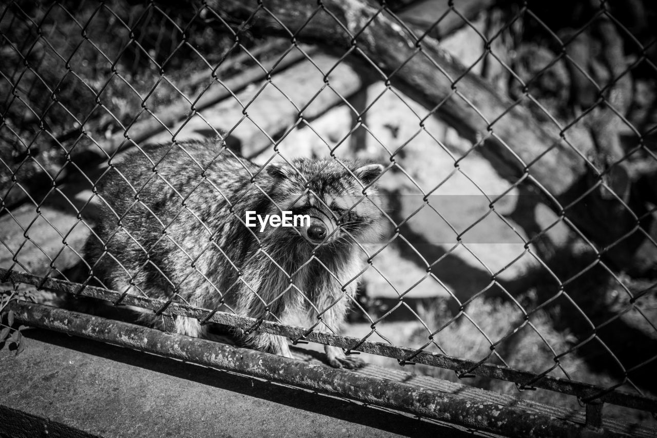 Raccoon behind chainlink fence in zoo