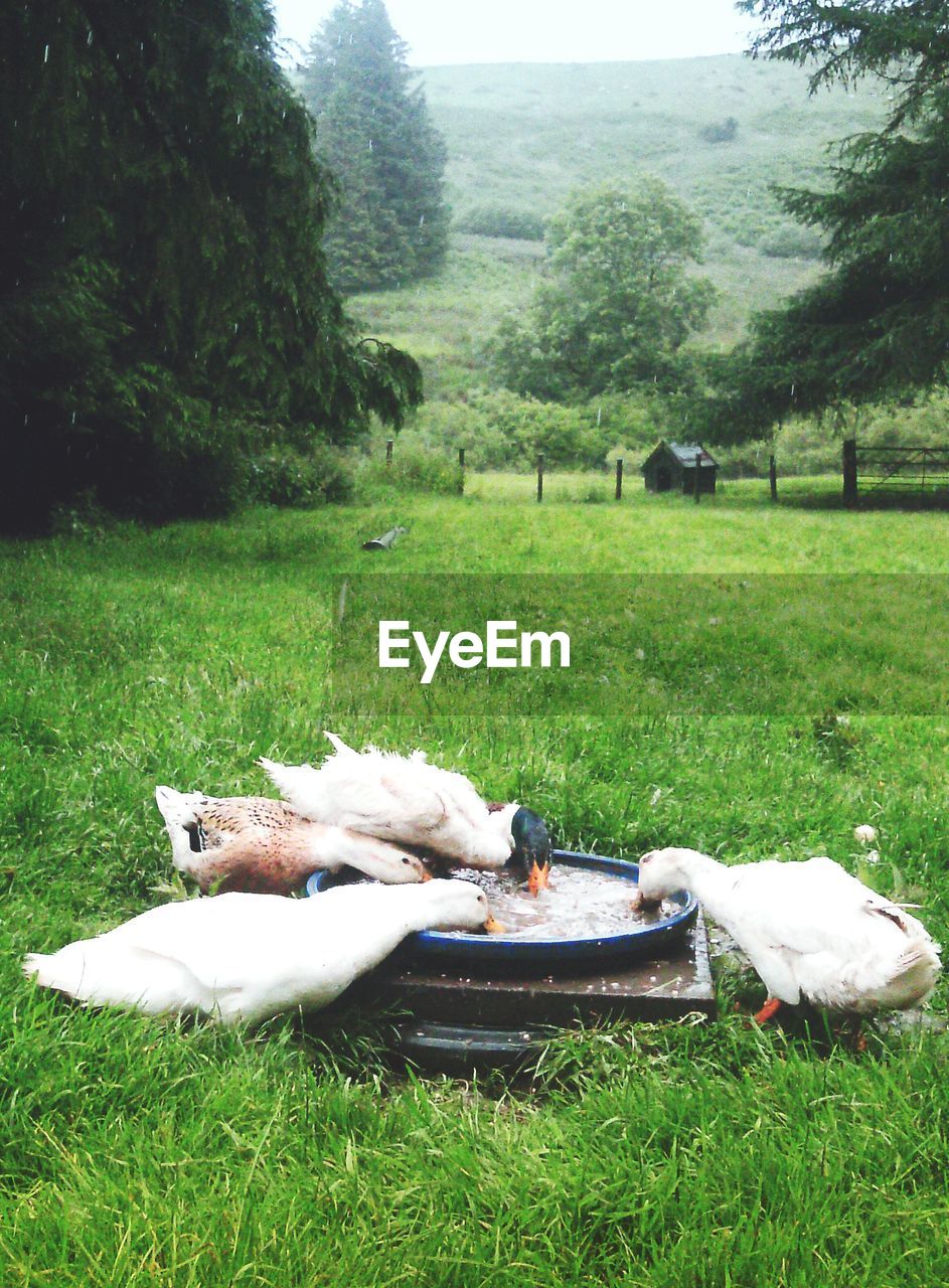 Ducks drinking water on grassy field