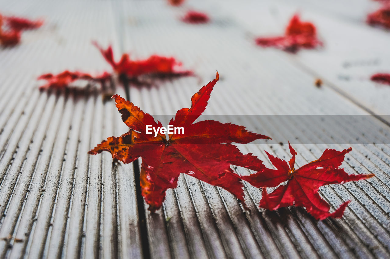 CLOSE-UP OF RED MAPLE LEAVES ON TABLE