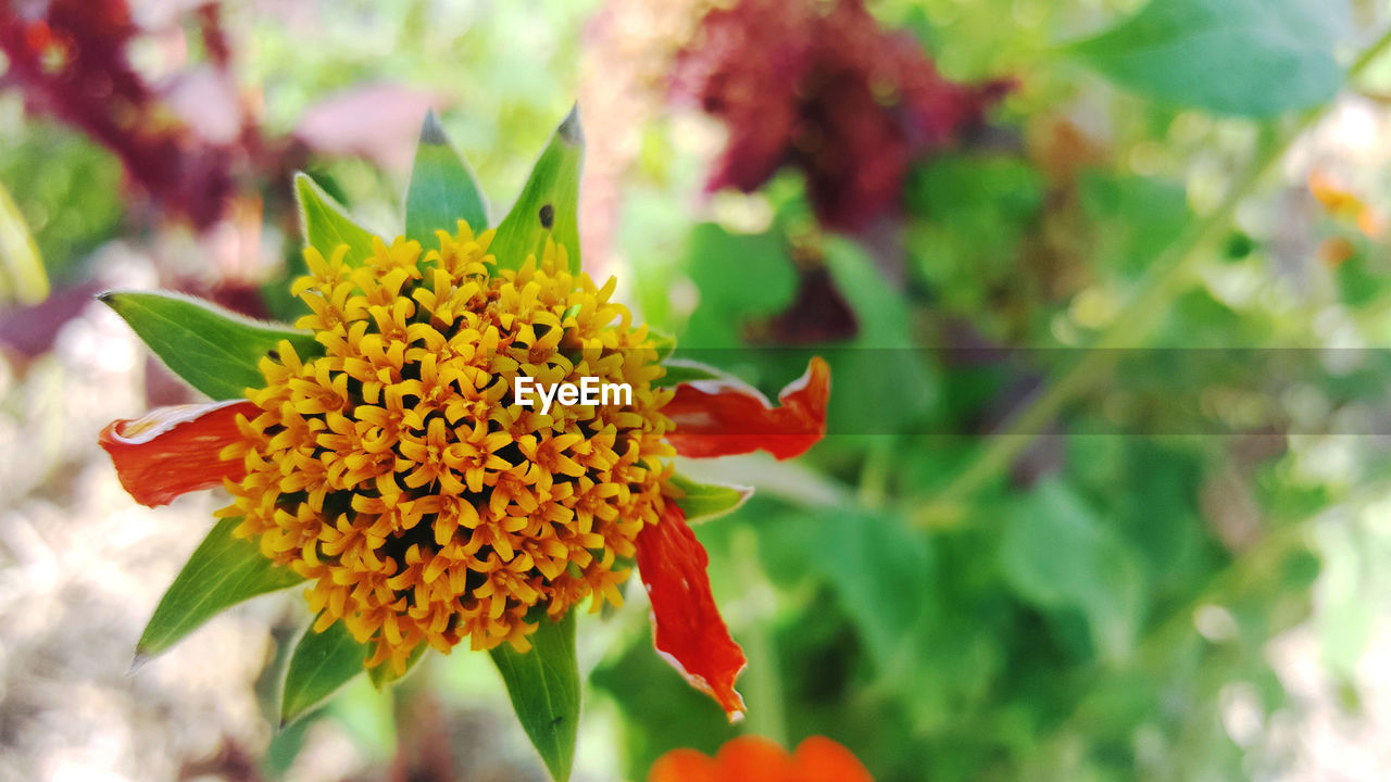 CLOSE-UP OF YELLOW FLOWER