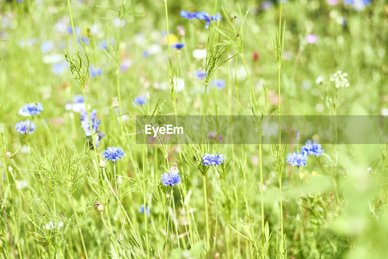 plant, flower, flowering plant, beauty in nature, field, freshness, grassland, meadow, nature, grass, fragility, growth, green, natural environment, land, prairie, no people, lawn, plain, selective focus, close-up, springtime, summer, day, backgrounds, wildflower, outdoors, tranquility, sunlight, environment, blue, purple, focus on foreground, landscape, flower head