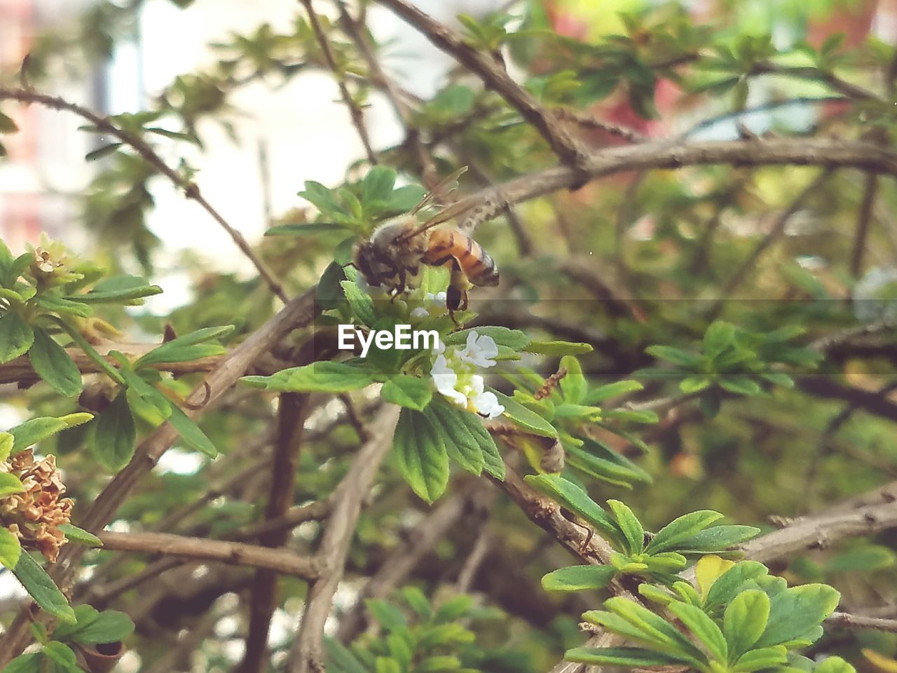 CLOSE-UP OF BEE ON PLANT AGAINST BLURRED BACKGROUND