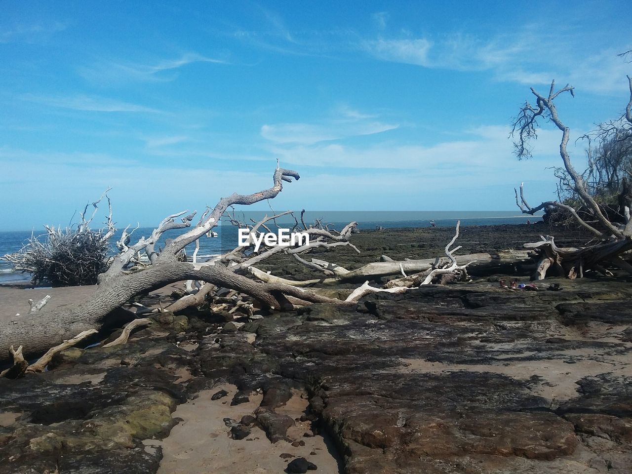 PLANTS ON ROCK BY SEA AGAINST SKY