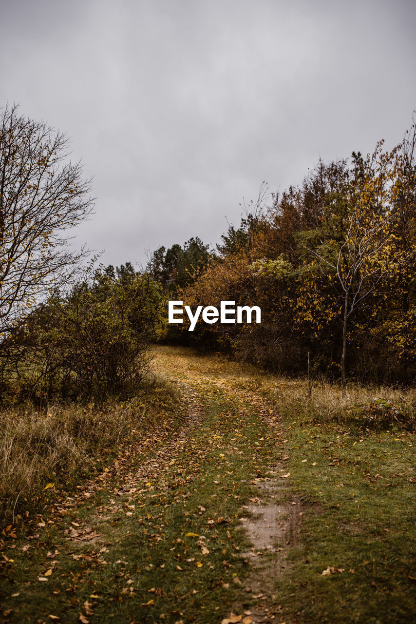 SCENIC VIEW OF TREES AGAINST SKY