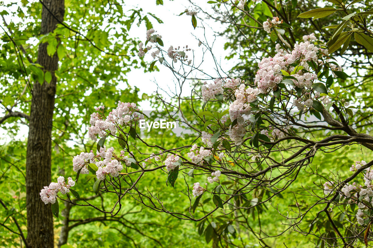 LOW ANGLE VIEW OF CHERRY BLOSSOM TREE