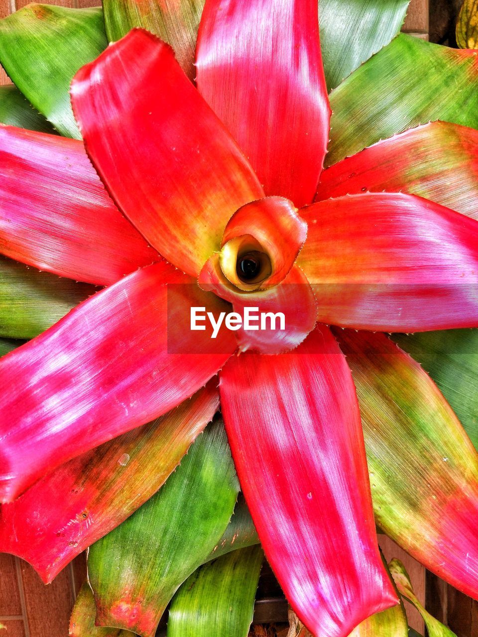 CLOSE-UP OF FRESH DAY LILY BLOOMING OUTDOORS