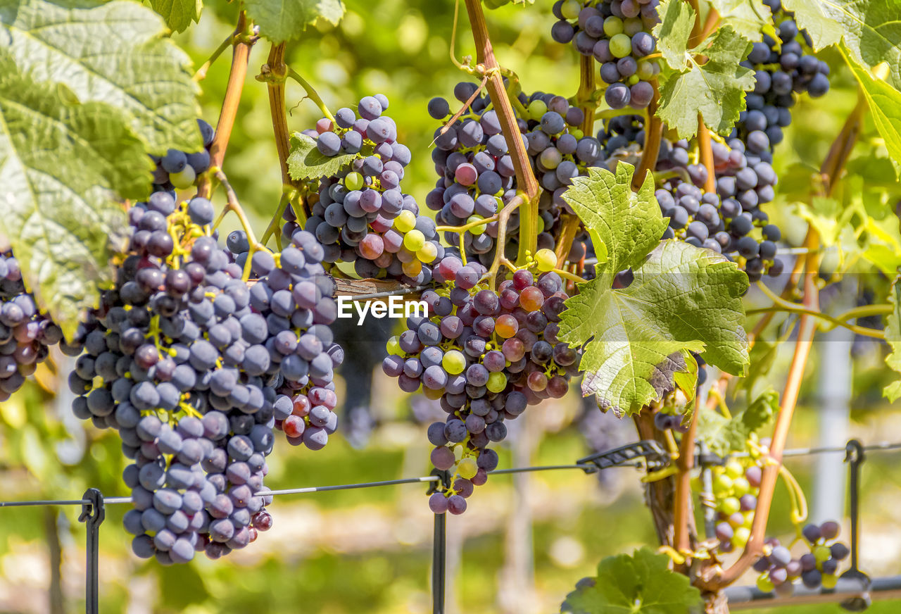 GRAPES GROWING IN VINEYARD