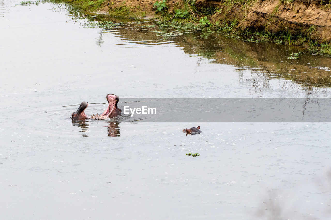 TWO DUCKS SWIMMING IN LAKE